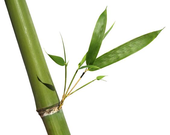 bambu_estiva