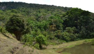 Foto: Floresta da RPPN Jacuaçu próxima a entrada da propriedade, Extrema, MG