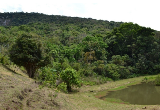 Foto: Floresta da RPPN Jacuaçu próxima a entrada da propriedade, Extrema, MG