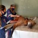 Ação conjunta resgata lobo-guará em Bragança Paulista (2)