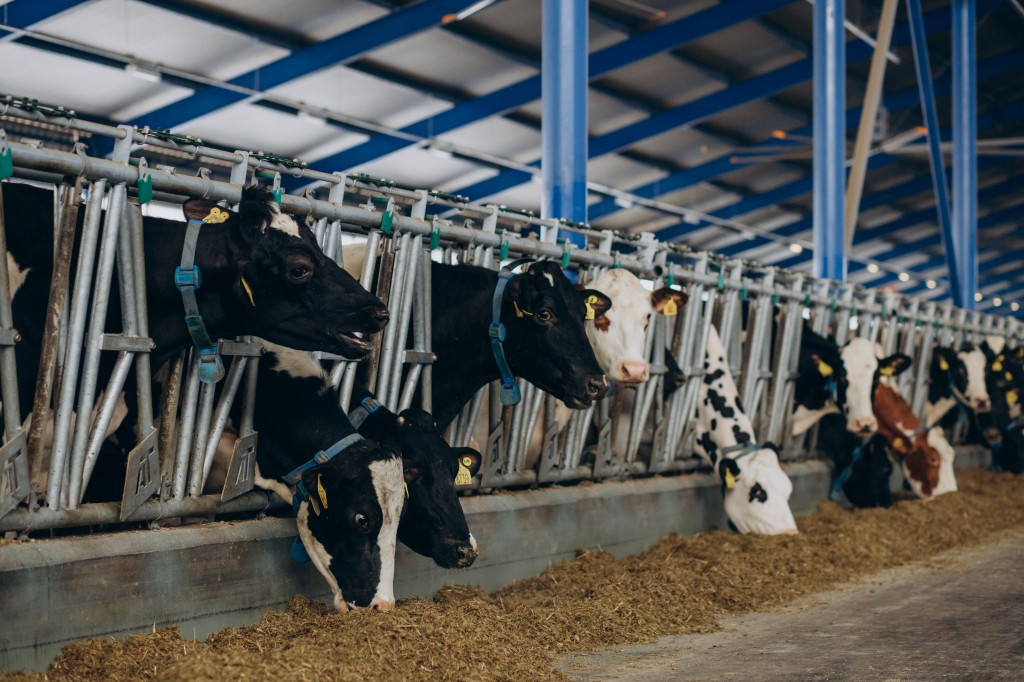 Cow and bulls at cowshed on the farm