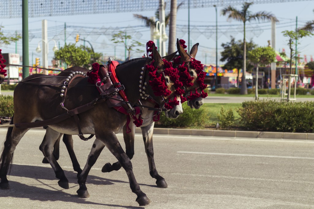 decorative-horses-walking-street