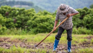 A male farmer who is using a shovel to dig the soil in his rice