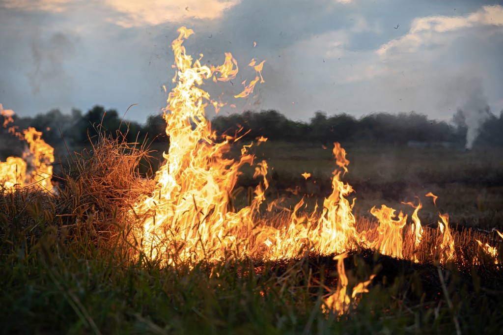 A fire burns in a field with dry grass.