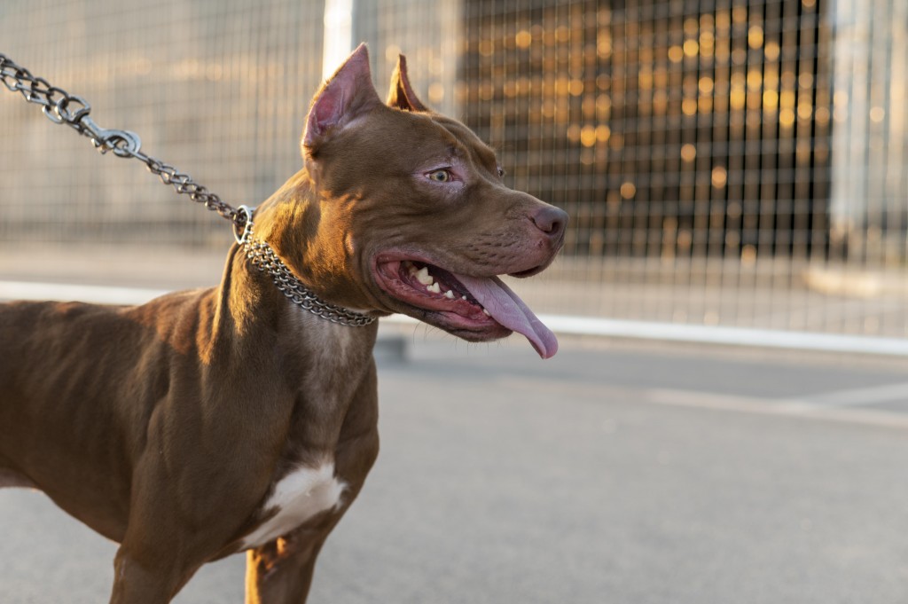 portrait-adorable-pitbull-dog