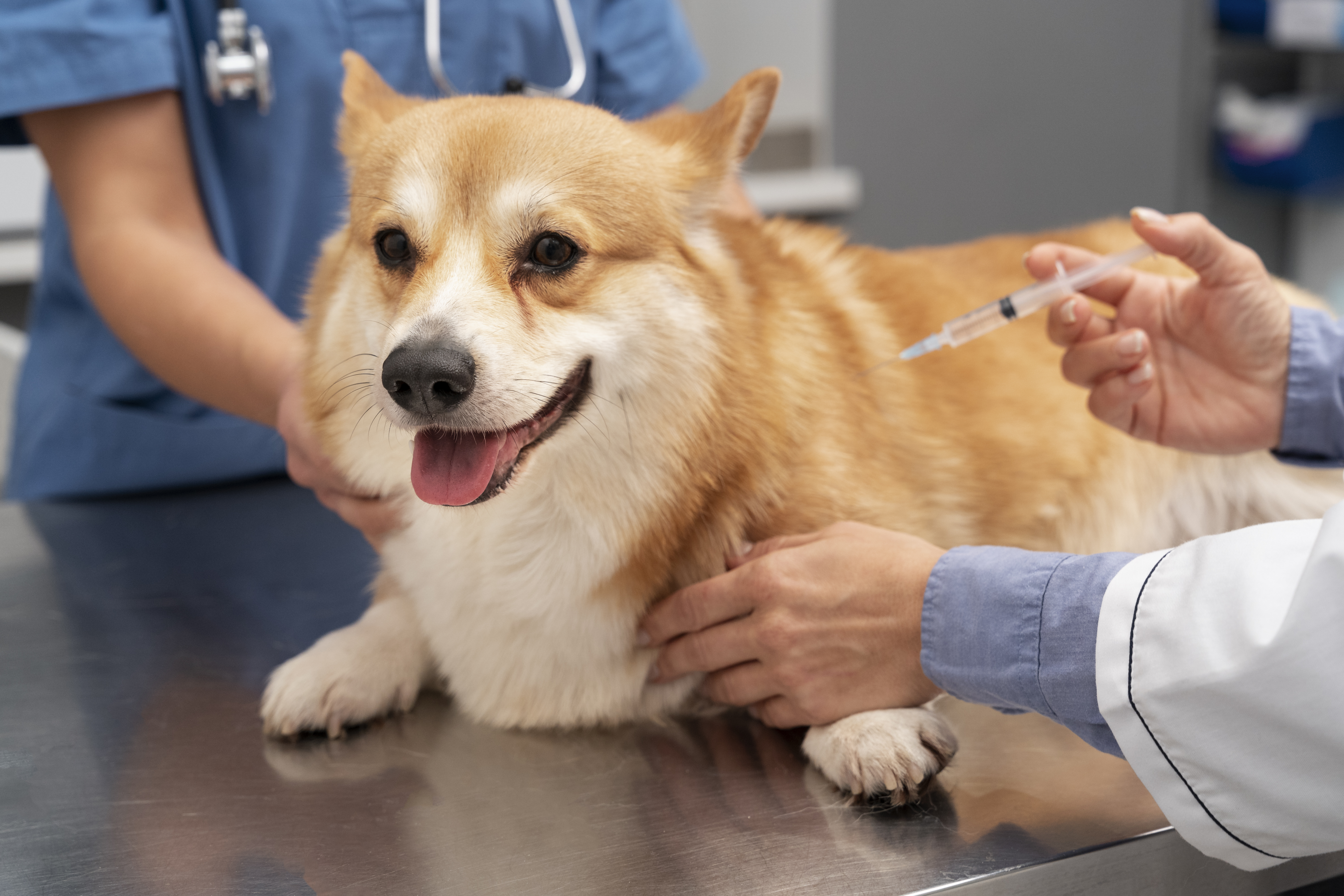 veterinarian-taking-care-pet-dog