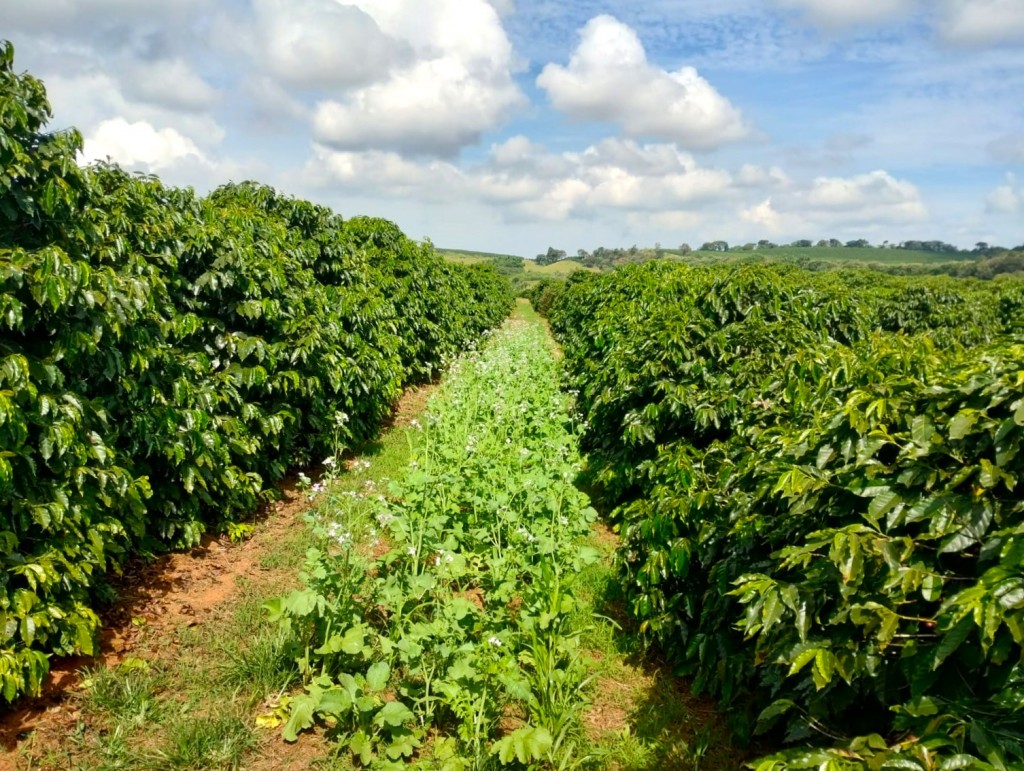 Plantas de cobertura