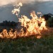 A fire burns in a field with dry grass.