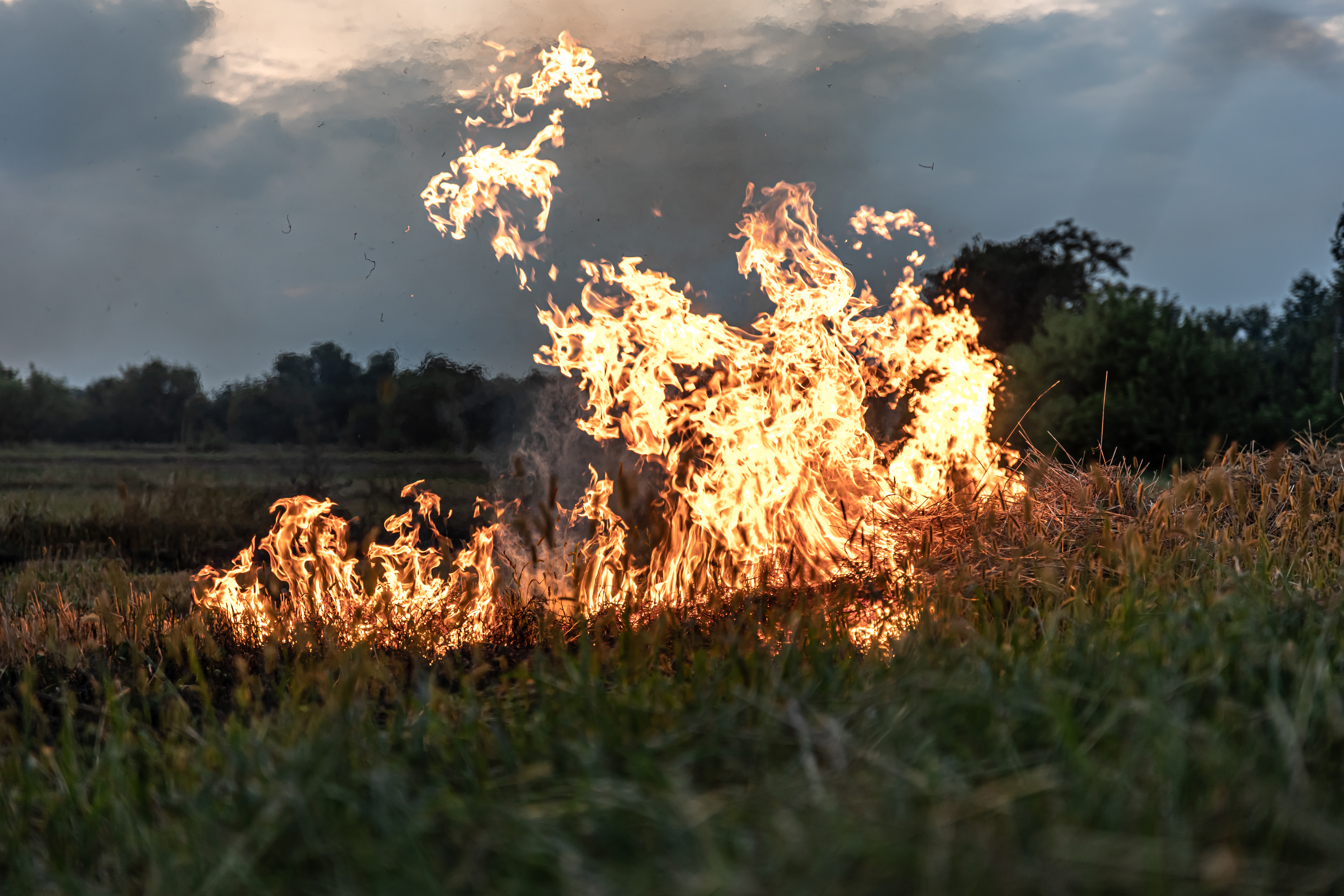 A fire burns in a field with dry grass.