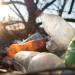 Ground littered with plastic bottles