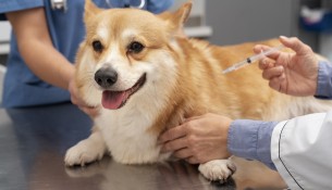 veterinarian-taking-care-pet-dog