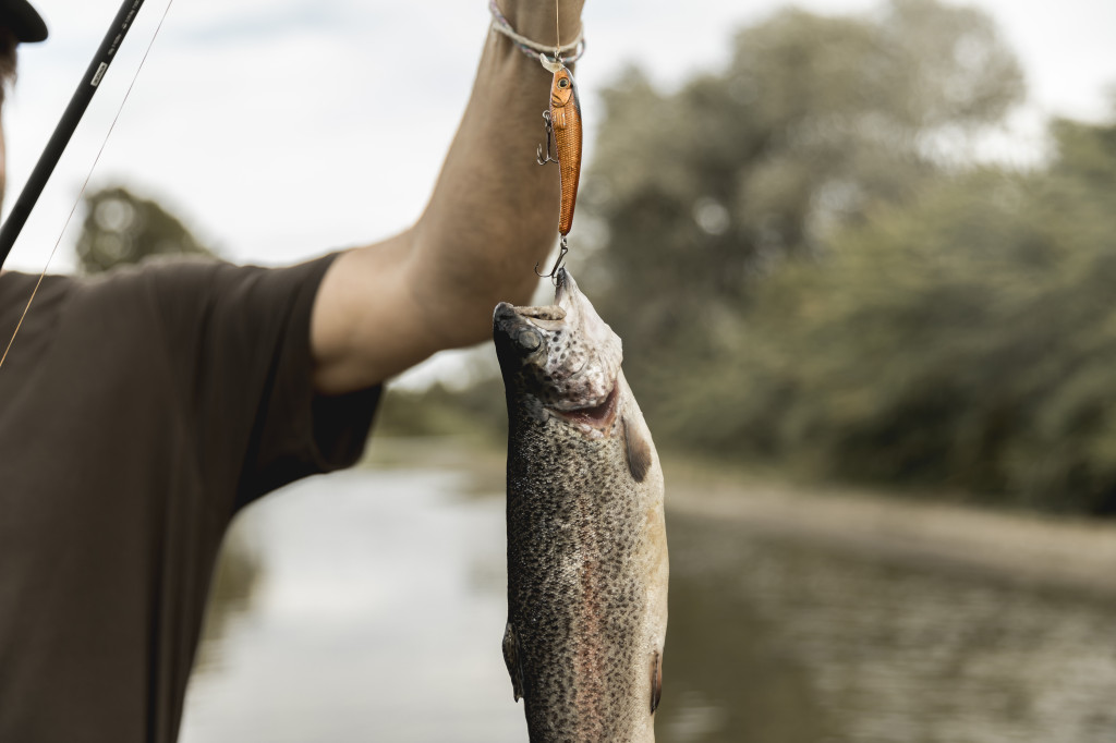 person-fishing-fish-with-rod