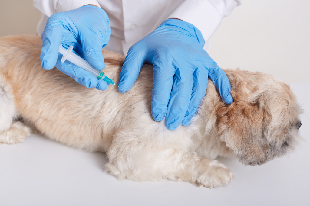 Veterinarian in latex loves dong injection for dog, vet holds syringe in hands, dog lying on table, puppy needs vaccination, domestic animal in veterinary clinic.