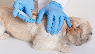 Veterinarian in latex loves dong injection for dog, vet holds syringe in hands, dog lying on table, puppy needs vaccination, domestic animal in veterinary clinic.