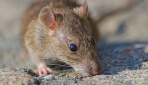 Closeup selective focus shot of a brown rat on the concrete ground