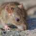 Closeup selective focus shot of a brown rat on the concrete ground